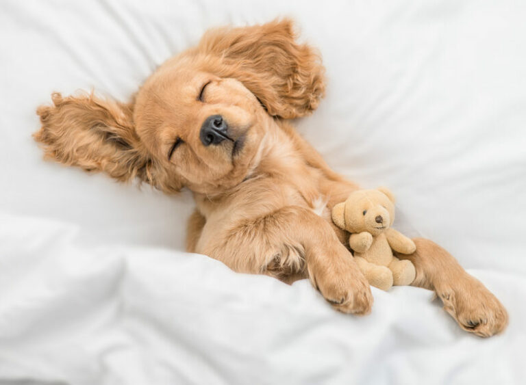 Γιατί ξυπνάει ο σκύλος σας τη νύχτα και πώς να τον βοηθήσετε