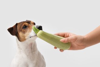 Επιτρέπεται ο σκύλος να φάει κολοκυθάκι;