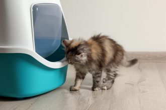 Πού θα πρέπει να τοποθετήσετε την αμμολεκάνη της γάτας σας αν ζείτε σε μικρό διαμέρισμα