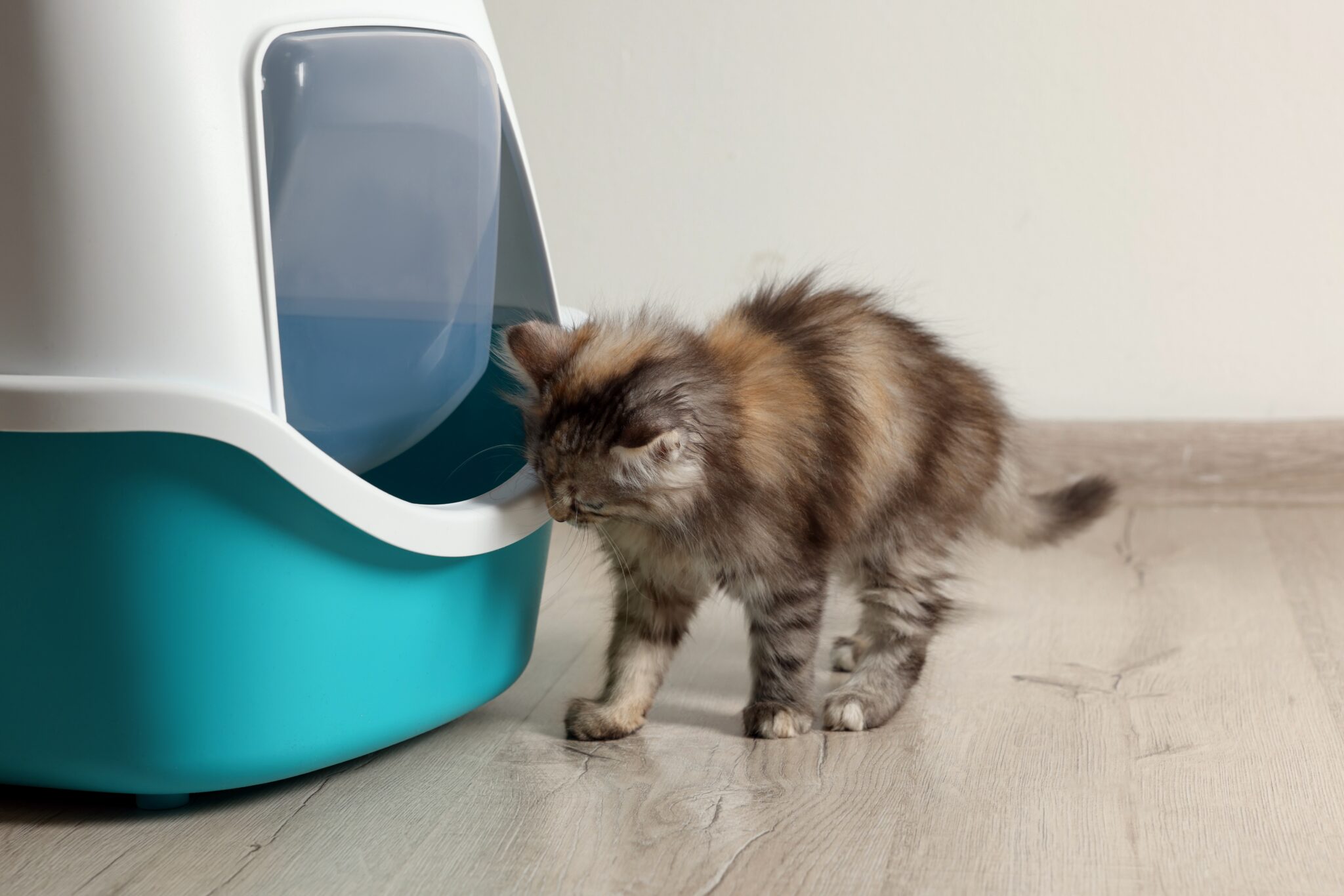 Πού θα πρέπει να τοποθετήσετε την αμμολεκάνη της γάτας σας αν ζείτε σε μικρό διαμέρισμα