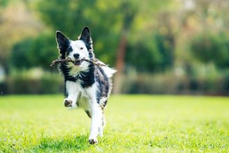 Όταν το κατοικίδιό σου φέρνει πίσω το παιχνίδι που του πέταξες