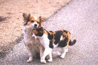 Τι να κάνετε αν σας γρατζουνίσει ή σας δαγκώσει αδέσποτο