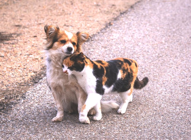 Τι να κάνετε αν σας γρατζουνίσει ή σας δαγκώσει αδέσποτο