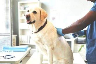 Έχουν οι καθαρόαιμοι σκύλοι περισσότερα προβλήματα υγείας από τους ημίαιμους; Τι λέει μια πρόσφατη έρευνα