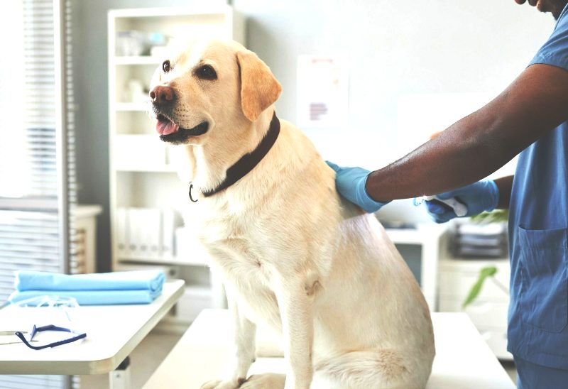 Έχουν οι καθαρόαιμοι σκύλοι περισσότερα προβλήματα υγείας από τους ημίαιμους; Τι λέει μια πρόσφατη έρευνα