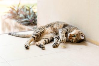 Πόσο επικίνδυνο είναι να φάει η γάτα σας μια σαύρα