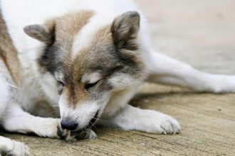 Τι να κάνετε αν ο σκύλος σας ξύνεται και χάνει το τρίχωμά του