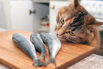 Τι να ταΐσετε τη γάτα σας αν μείνετε χωρίς γατοτροφή