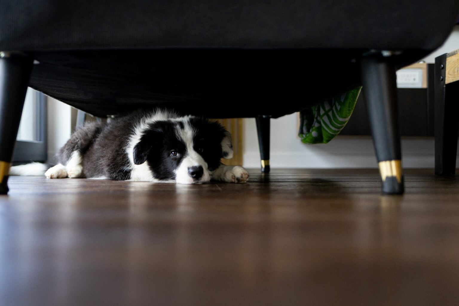 Πάσχα και πυροτεχνήματα: Πώς να ηρεμήσετε τον σκύλο σας