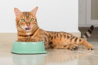 Όσα πρέπει να ξέρετε για τις παθήσεις του ουροποιητικού της γάτας