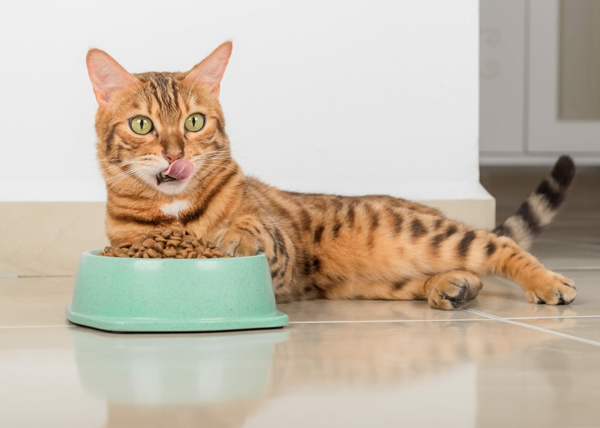 Όσα πρέπει να ξέρετε για τις παθήσεις του ουροποιητικού της γάτας