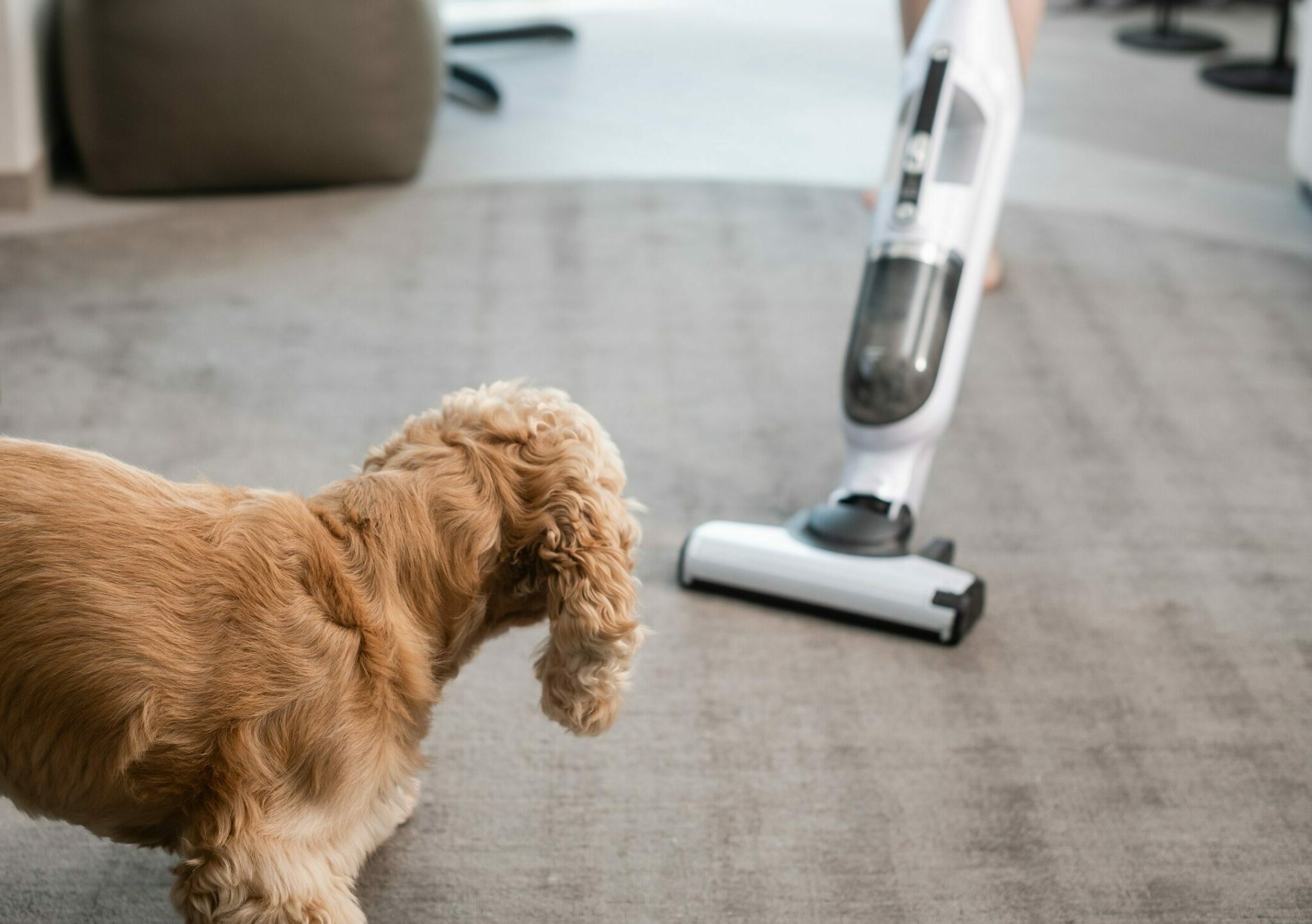 Τι να κάνετε για να μη φοβάται το κατοικίδιό σας την ηλεκτρική σκούπα