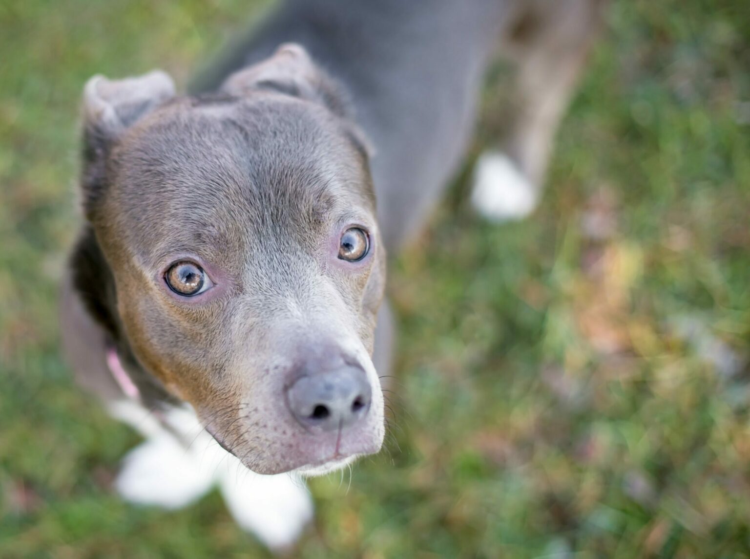 Γιατί οι σκύλοι κάνουν πίσω τα αυτιά τους – Τι σημαίνει η κίνηση αυτή