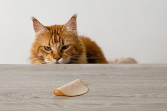 Δείτε αν μπορείτε να δώσετε στη γάτα σας χοιρινό κρέας