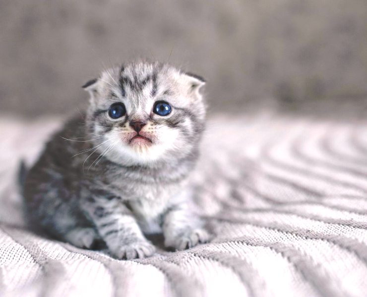 Τι διαφορά έχουν τα μάτια της γάτας από τα δικά μας