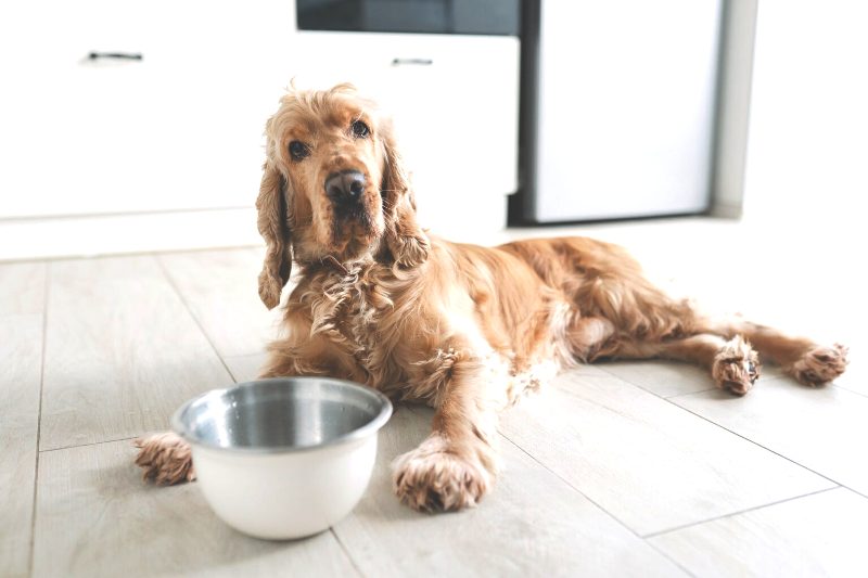Τρώει ο σκύλος σας αλλά δεν πίνει νερό; Δείτε τι μπορεί να συμβαίνει