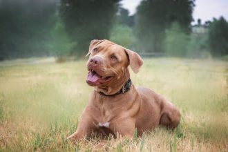 Μπορούν οι σκύλοι να “μυρίσουν” το PTSD; Ερευνητές απαντούν