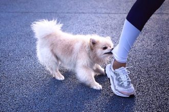 Σας δάγκωσε ο σκύλος σας; Τι πρέπει να κάνετε