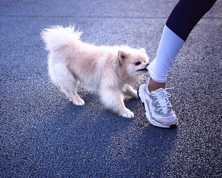Σας δάγκωσε ο σκύλος σας; Τι πρέπει να κάνετε