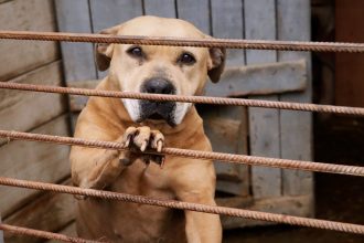 Οι 7 φυλές σκύλων που εγκαταλείπονται πιο πολύ στα καταφύγια του εξωτερικού - Ποιοι είναι οι λόγοι