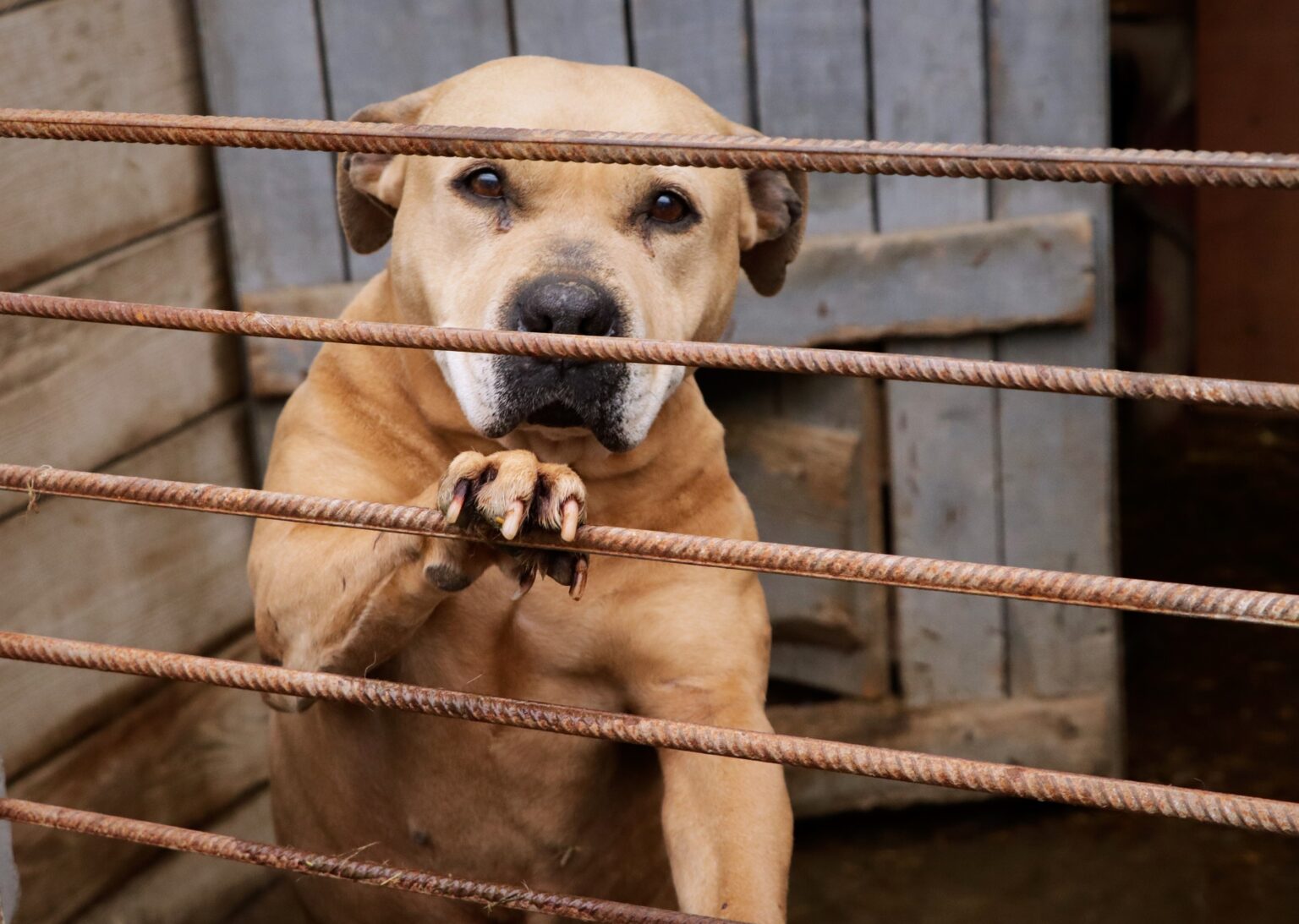 Οι 7 φυλές σκύλων που εγκαταλείπονται πιο πολύ στα καταφύγια του εξωτερικού - Ποιοι είναι οι λόγοι