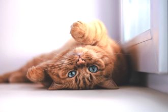 Γιατί οι γάτες κοιμούνται με τα πόδια στον αέρα το καλοκαίρι