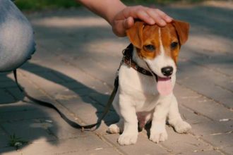 Από την πάνα στη βόλτα: Πώς θα πρέπει να κάνετε τη μετάβαση στις συνήθειες της τουαλέτας του σκύλου σας