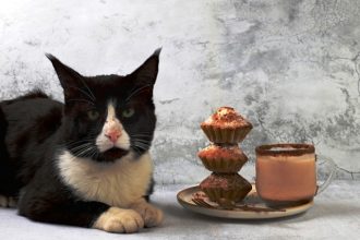 Πώς να φτιάξετε τούρτα γενεθλίων για τη γάτα σας