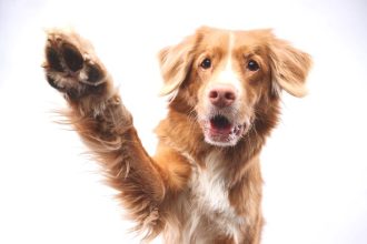 Δεν θέλει ο σκύλος σας να τον ακουμπάτε στις πατούσες; Δείτε τους λόγους που μπορεί να συμβαίνει αυτό