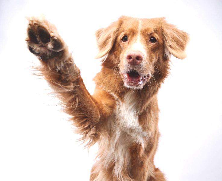 Δεν θέλει ο σκύλος σας να τον ακουμπάτε στις πατούσες; Δείτε τους λόγους που μπορεί να συμβαίνει αυτό