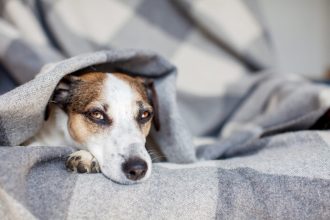 Μόρβα: Γιατί αυτή η ασθένεια είναι άκρως απειλητική για τον σκύλο σας