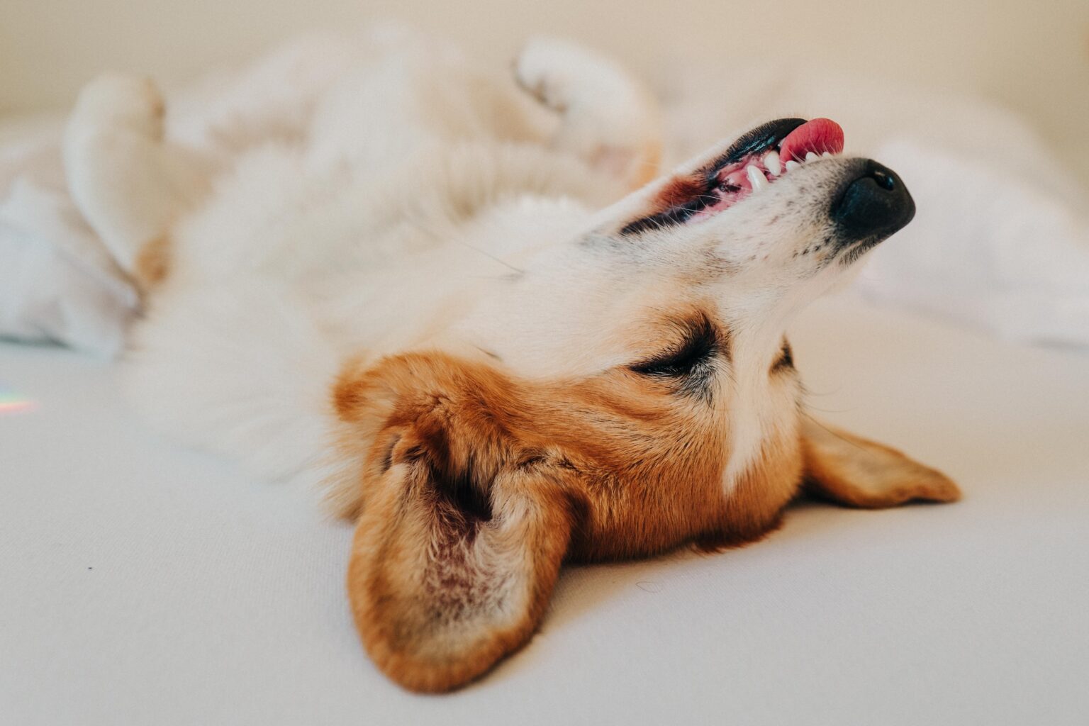 Γιατί ο σκύλος σας κοιμάται ανάσκελα; Τι σημαίνει αυτή η αστεία στάση σώματός του