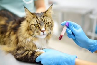 Ποιες είναι οι εξετάσεις που πρέπει να κάνει κάθε γάτα ανά φάση ζωής