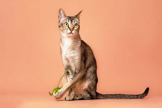 Γάτα Σιγκαπούρης: Μάθετε τα πάντα για τη μικρότερη οικόσιτη γάτα στον κόσμο