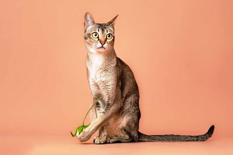 Γάτα Σιγκαπούρης: Μάθετε τα πάντα για τη μικρότερη οικόσιτη γάτα στον κόσμο