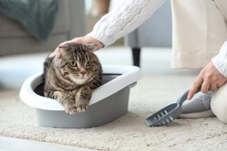 Τι να κάνετε για να μη βρίσκετε άμμο της γάτας σας σε όλα τα μέρη του σπιτιού