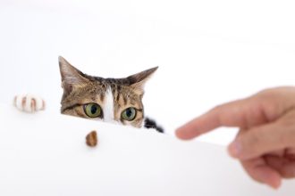 Καταλαβαίνουν οι γάτες όταν τους δείχνουμε κάτι;