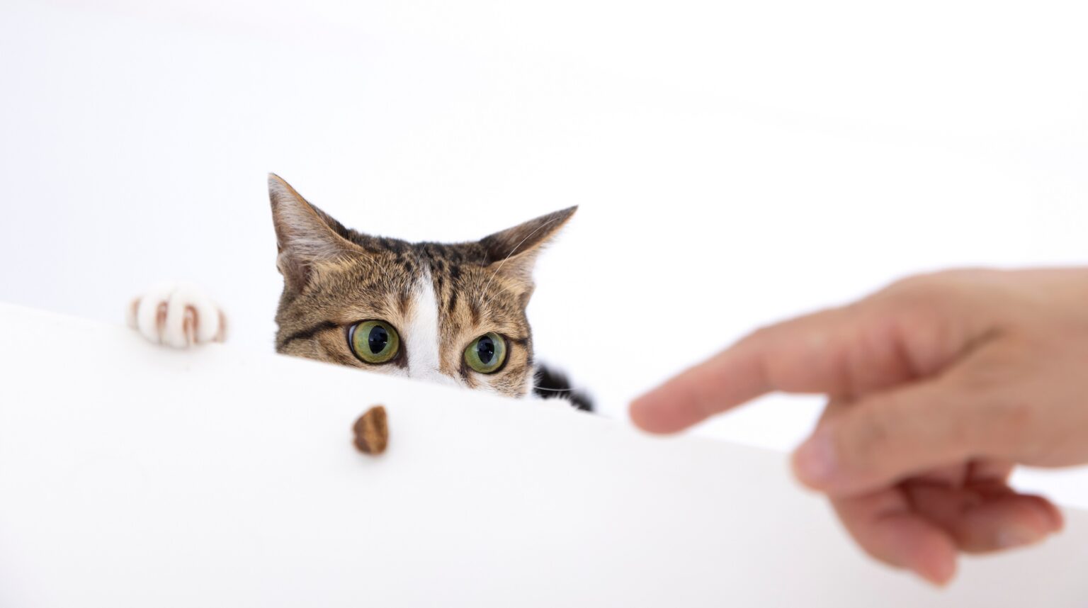 Καταλαβαίνουν οι γάτες όταν τους δείχνουμε κάτι;