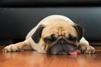 Ναρκοληψία στους σκύλους: Τι πρέπει να γνωρίζετε για αυτή την άγνωστη πάθηση