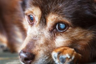 Πώς να προετοιμαστείτε για να υιοθετήσετε ένα τυφλό σκυλάκι