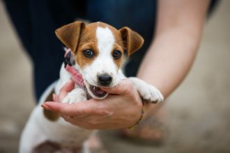 Μεγάλωσε το κουτάβι σας και συνεχίζει να δαγκώνει; Τι πρέπει να κάνετε για να σταματήσει