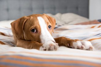 Οι 2 λόγοι που οι σκύλοι δαγκώνουν πιο πολύ τις ζεστές μέρες