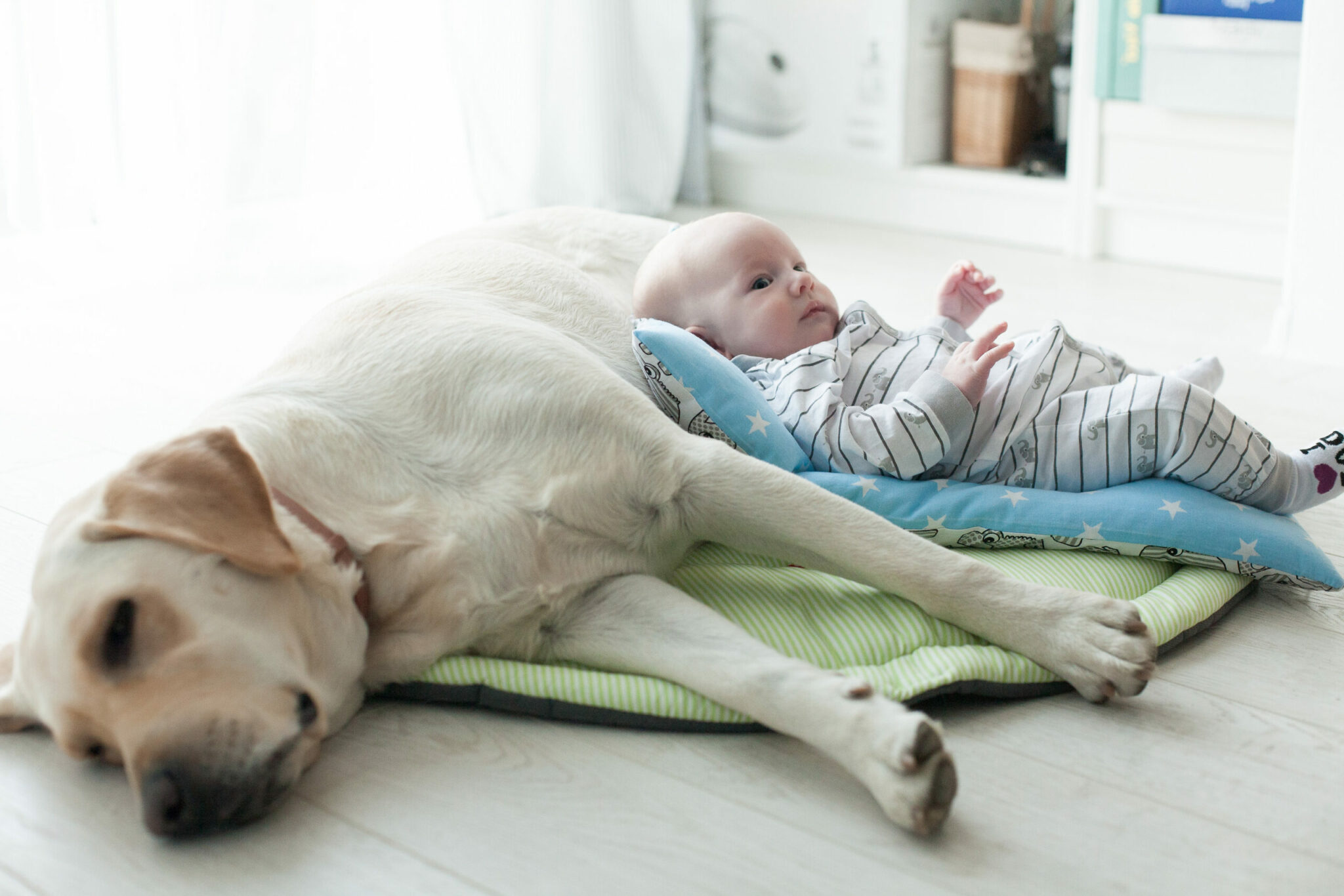 Τι λένε οι επιστήμονες για τη συνείδηση των μωρών και των ζώων