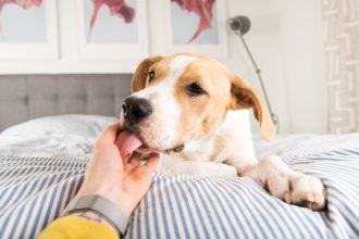 Γιατί ο σκύλος σας σάς γλείφει όταν τον χαϊδεύετε