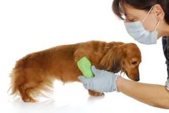 5 λόγοι για τους οποίους πρέπει να αλλάξετε κτηνίατρο