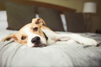 Γλαύκωμα: Η «σιωπηλή» νόσος στα μάτια του σκύλου