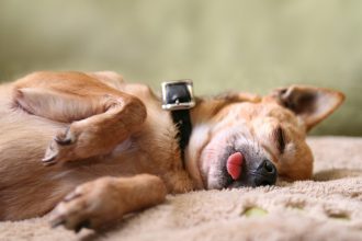 Ροχαλίζει ο σκύλος σας; 9 είναι οι πιθανοί λόγοι