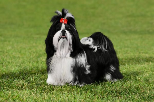 Σι Τζου: Κοινωνικός, στοργικός και πεισματάρης