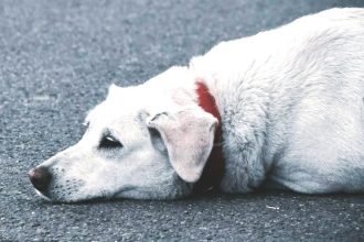 Τι μπορείτε να κάνετε αν βρείτε ένα πυρόπληκτο ζώο