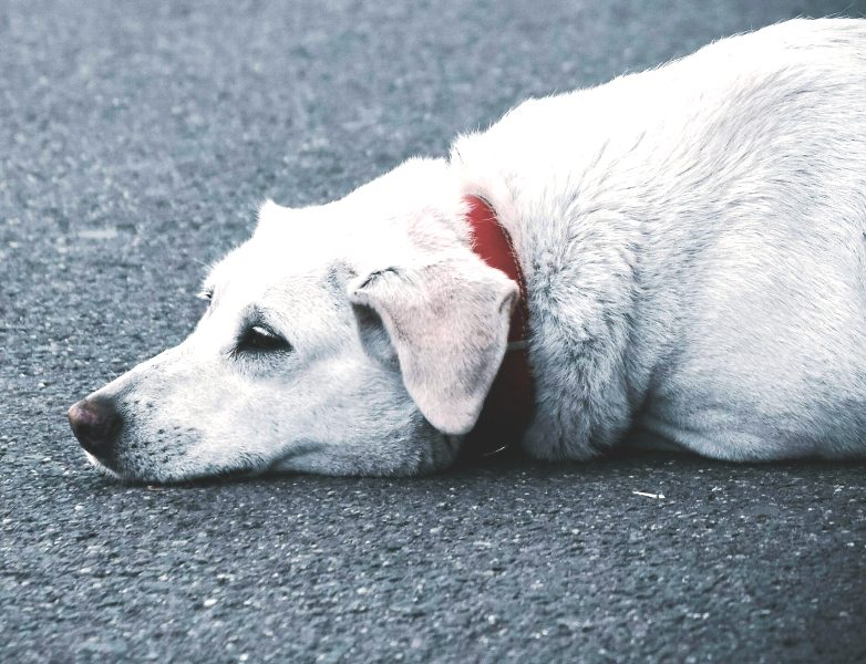Τι μπορείτε να κάνετε αν βρείτε ένα πυρόπληκτο ζώο